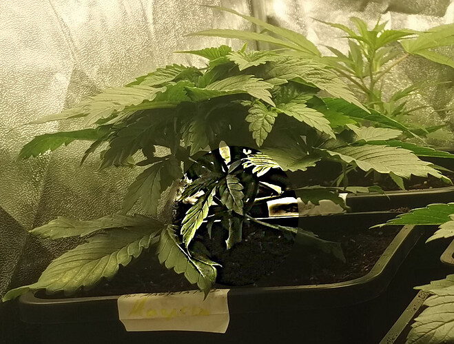 Growreport Bild 23
