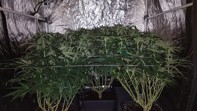 Growreport Bild 11