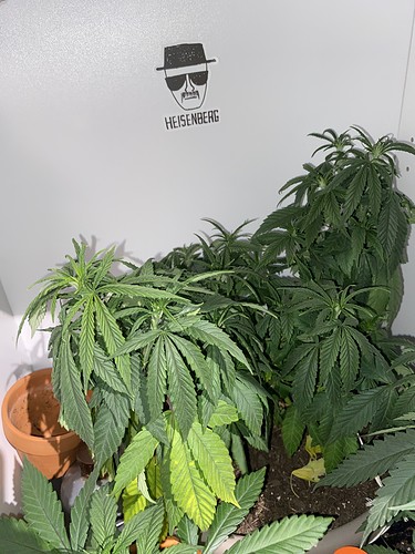 Growreport Bild 1