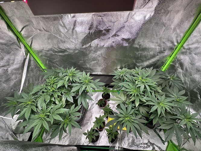 Growreport Bild 1