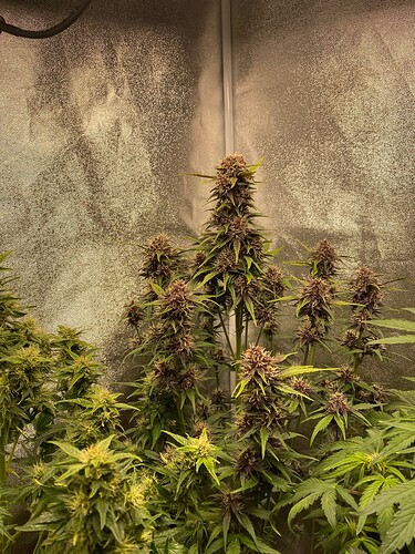 Growreport Bild 20
