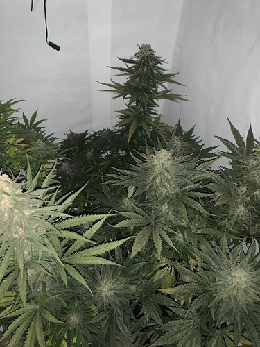 Growreport Bild 2