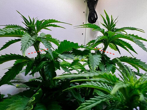 Growreport Bild 2