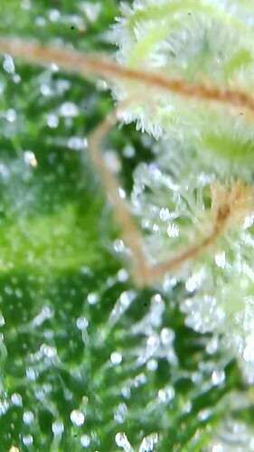 Growreport Bild 56