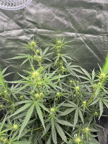 Growreport Bild 35