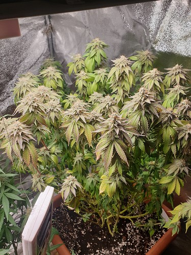 16272301406687886984952083503143