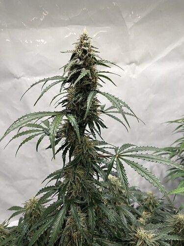 Growreport Bild 20