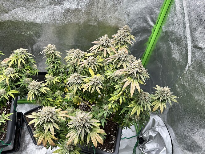 Growreport Bild 2