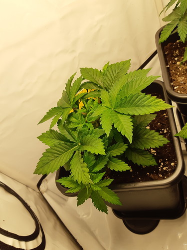 Growreport Bild 4