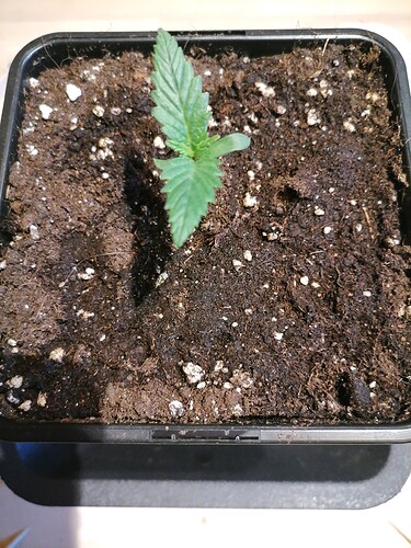 Growreport Bild 9