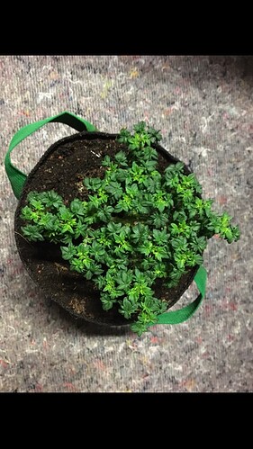 Growreport Bild 2