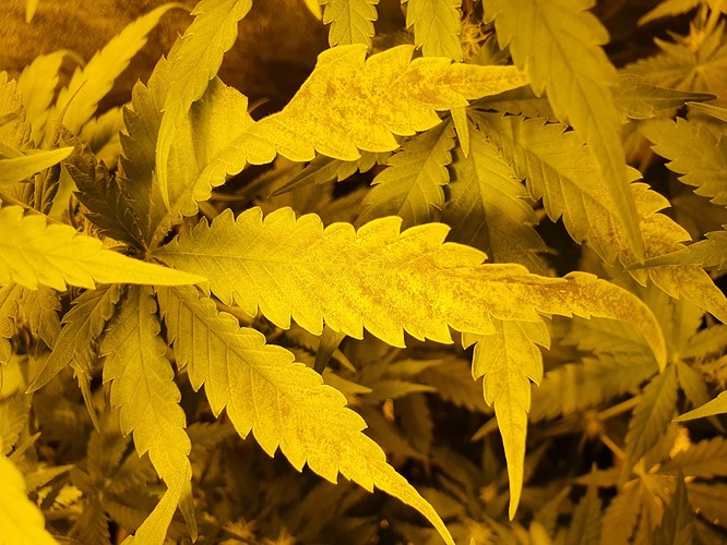 Growreport Bild 6
