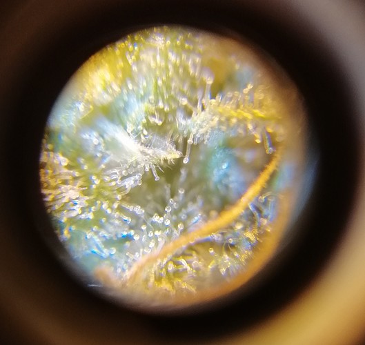 Growreport Bild 1