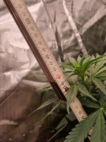 Growreport Bild 42