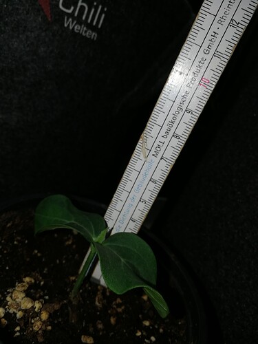 Growreport Bild 98