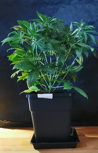 Growreport Bild 26