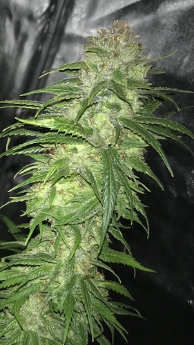 Growreport Bild 5