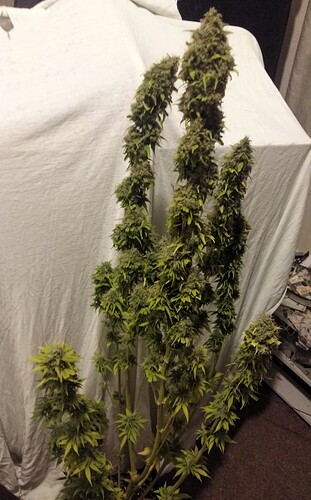 Growreport Bild 7