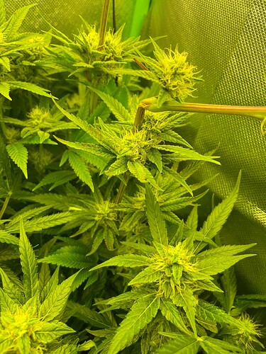 Growreport Bild 5