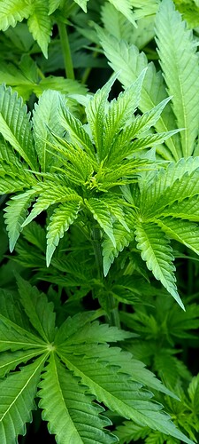 Growreport Bild 10