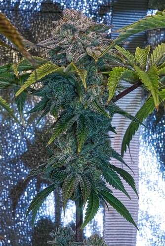 Growreport Bild 36