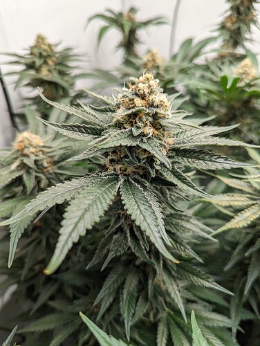 Growreport Bild 10