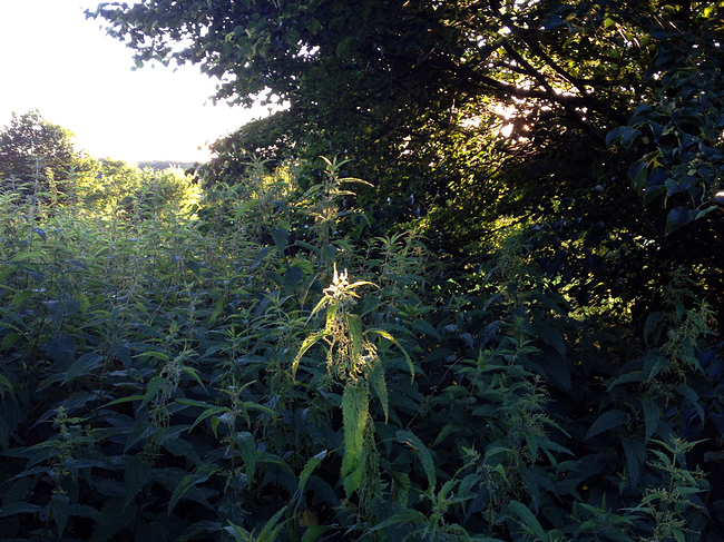 Growreport Bild 30