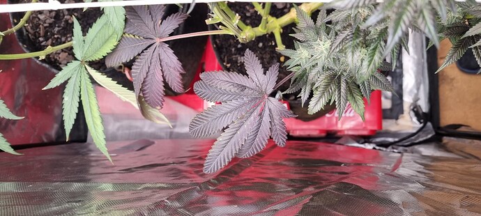 Growreport Bild 11