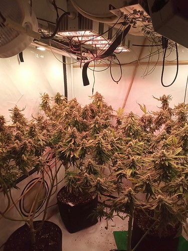 Growreport Bild 6