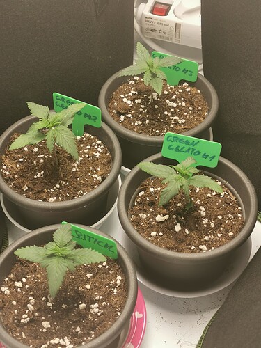 Growreport Bild 15