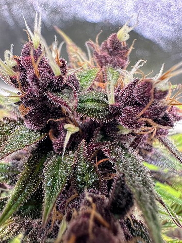 Growreport Bild 17