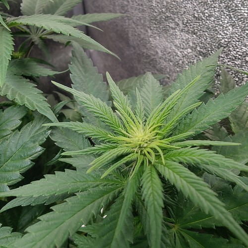 Growreport Bild 16