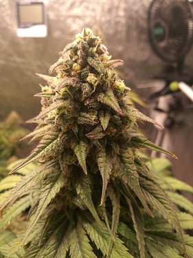 Growreport Bild 7
