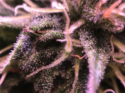 Growreport Bild 24