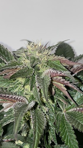 Growreport Bild 26