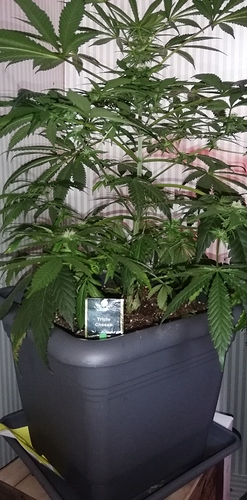 Growreport Bild 8