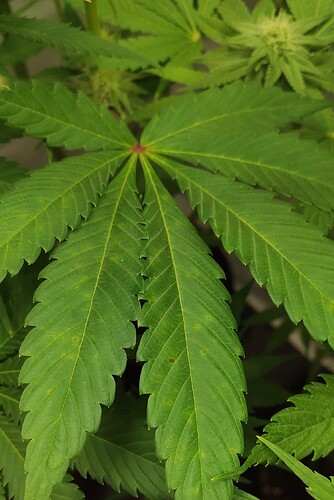 Growreport Bild 1
