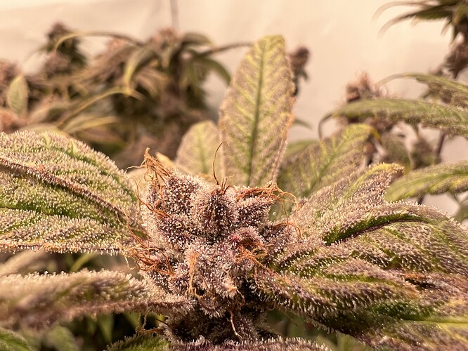 Growreport Bild 13
