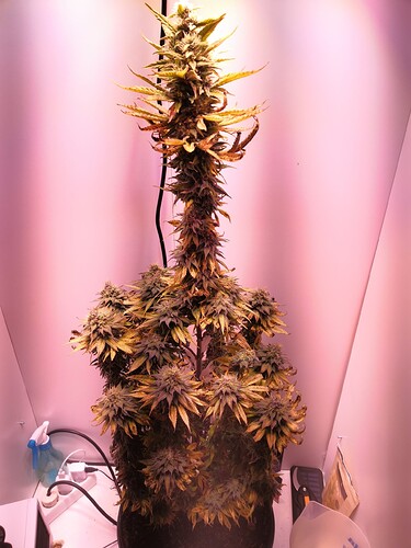 Growreport Bild 2