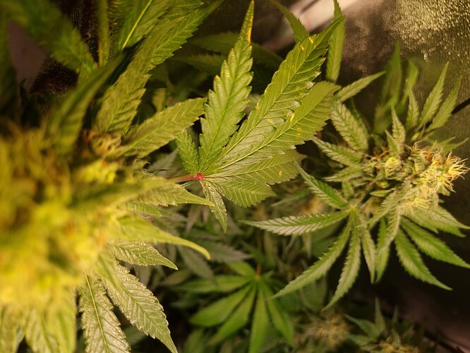 Growreport Bild 1