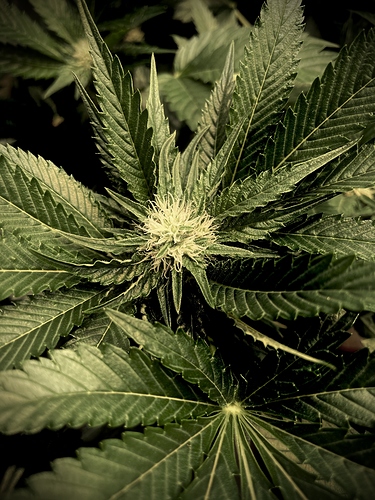 Growreport Bild 3