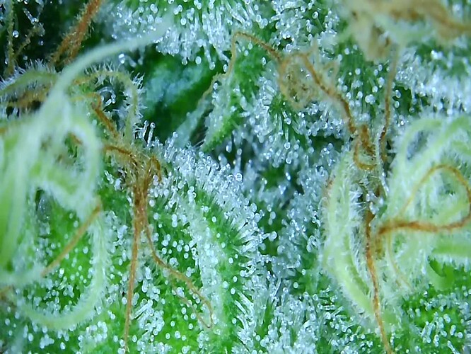 Growreport Bild 9