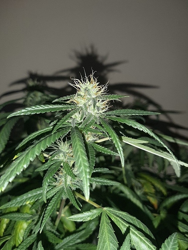Growreport Bild 5
