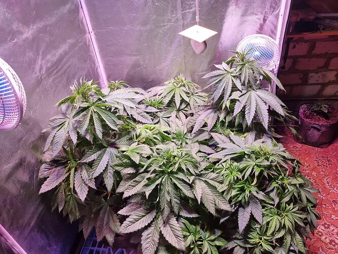 Growreport Bild 65
