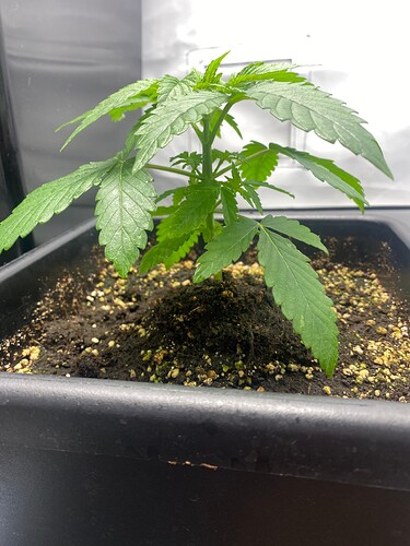 Growreport Bild 12