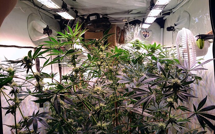 Growreport Bild 2