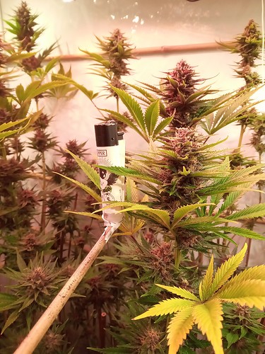 Growreport Bild 58