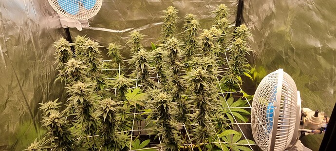 Growreport Bild 25