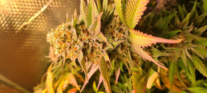 Growreport Bild 31