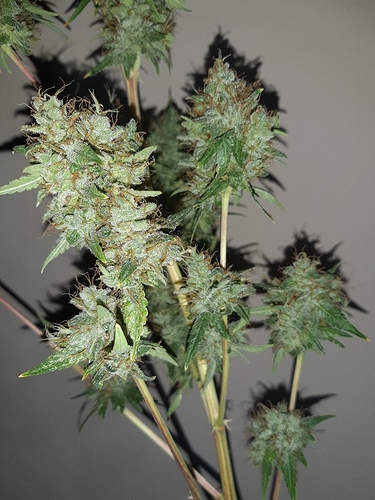 Growreport Bild 4